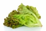 Lettuce Isolated On The White Background Stock Photo