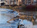 Durham, County Durham/uk - January 19 : Cormorant Standing On A Stock Photo