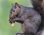 Background With A Funny Black Squirrel Eating Nuts Stock Photo