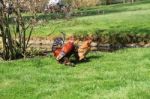 Cockerel And Hen Taking A Walk Stock Photo