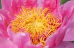 Close Up Of Beautiful Blooming Lotus Flower As Background Stock Photo