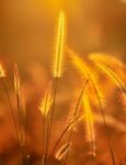 Tropical Grass Stock Photo