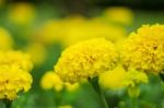 Yellow Marigolds With Background Blurred Stock Photo