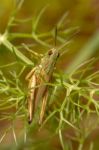 Green Grasshopper (chorthippus Apicalis) Stock Photo