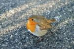 Robin (erithacus Rubecula) On The Ground Stock Photo