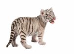 Baby White Tiger Stock Photo