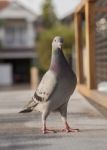 Close Up Full Body Of Sport Racing Pigeon Bird Standing On Home Loft Stock Photo