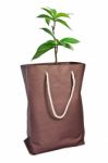 Plant With Paper Bag Stock Photo