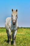 Portrait Of A Horse Stock Photo