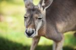 Kangaroo Outside Stock Photo