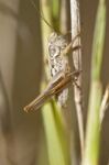 Brown Grasshopper Stock Photo