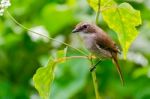 Grey Bushchat Bird (female) Stock Photo