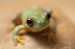 Green Tree Frog Stock Photo