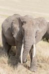 African Elephant In Serengeti National Park Stock Photo