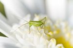 Katydid (odontura Glabricauda) Stock Photo