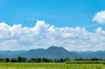 Trees And Mountains On A Bright Sky Stock Photo