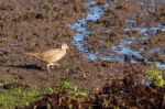 Female Pheasant At Weir Wood Reservoir Stock Photo