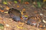 Rufous-throated Partridge Stock Photo