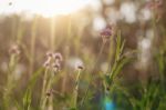 Flowers With Nature At Sunlight Stock Photo