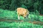 Country Cow Stock Photo