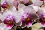 White And Purple Phalaenopsis Stock Photo