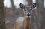 Photo Of The Cute Wild Deer Stock Photo