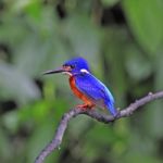 Male Blue-eared Kingfisher Stock Photo