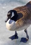 Picture With A Canada Goose Standing On Ice Stock Photo