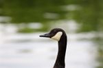 The Portrait Of The Cackling Goose Stock Photo