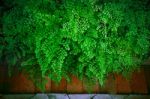 Close Up Green Leaves Of Black Maidenhair Fern Leaves  (adiantum Stock Photo