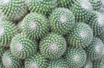 Cactus In Desert  For Background Or Wallpaper Stock Photo