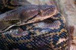 Fuengirola, Andalucia/spain - July 4 : Reticulated Python (pytho Stock Photo