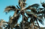 Palms Trees Vintage Stock Photo