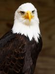 Bald Eagle Stock Photo