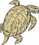 Ridley Turtle Drawing Stock Photo