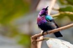 Splendid Sunbird (cinnyris Coccinigastrus) Stock Photo