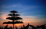 Silhouettes Of Trees At Sunset Stock Photo