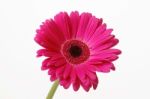 Gerbera Stock Photo