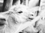 Alpaca In A Field. Black And White  Stock Photo