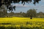 Almond Orchard In A Field Of Yellow Flowers Stock Photo