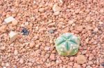 Cactus In Desert  For Background Or Wallpaper Stock Photo