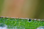 
Dew On Leaves Stock Photo