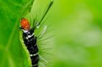 Worm In Garden Or In Green Nature Stock Photo