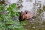 The Funny Beaver In The Lake Stock Photo