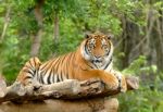 Bengal Tiger Stock Photo