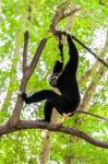 Black Gibbon Climbing Tree Stock Photo