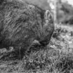 Adorable Large Wombat During The Day Looking For Grass To Eat Stock Photo