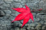 Red Fall Maple Leave On Black Burnt Wood Stock Photo