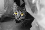 Yellow Eyes Cat Look At The Camera Stock Photo