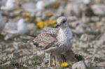 Young Seagulls Near The Cliffs Stock Photo